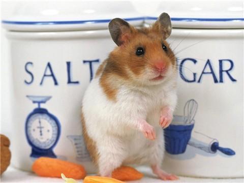 宠物仓鼠宝宝活体 金丝熊 眼圈熊 虎纹熊奶牛熊 7省两只包邮包活