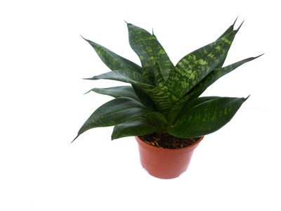 青叶短叶虎尾兰 富贵虎尾兰