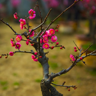 梅花盆景苗 紅梅樹樁紅梅盆景綠梅樹樁臘梅盆景 樹狀梅花庭院地栽