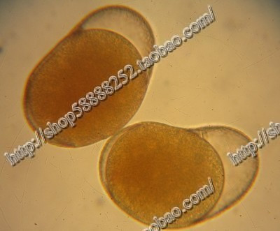 【*小宠乐园*】低温冷藏@褶皱臂尾轮虫休眠卵---2500粒/瓶