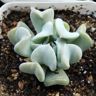 多肉植物 特玉莲 5厘米左右有根 防辐射迷你绿植盆栽花卉拼盘肉肉