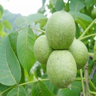 特价珍品果树苗★核桃★补血养气 补肾填精 健脑之珍品