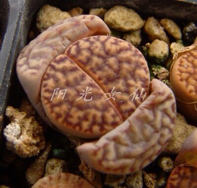 多肉植物 番杏科 生石花植株 石榴玉 5元/个 阳光女仙
