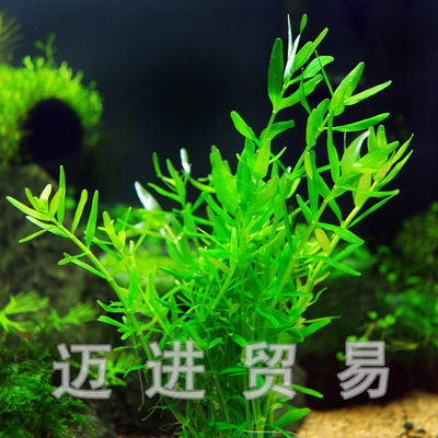 新店开张 绿宫廷草 6支/组 水中叶 中后景水草造景