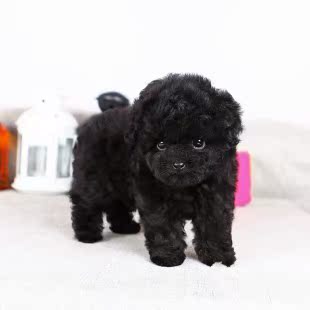 黑色茶杯泰迪狗狗幼犬 茶杯贵宾犬 纯种宠物迷你袖珍茶杯犬长不大