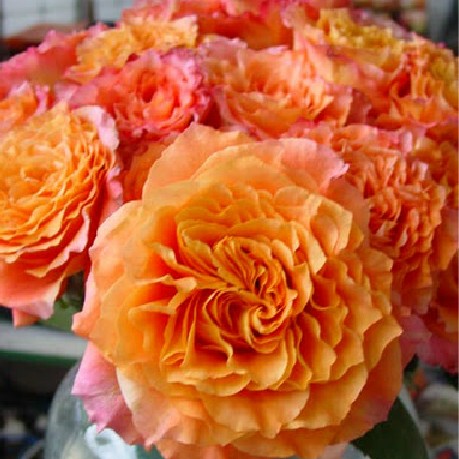 现货【千木花卉】德月新品月季 自由主义 free spirit 波浪边