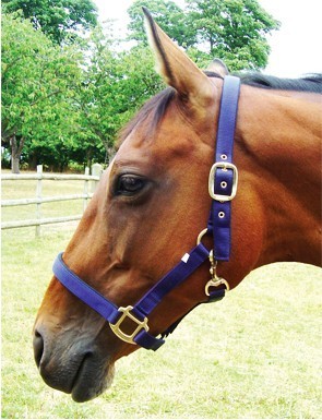 特价 奥伦马具 马房用品 马笼头 尼龙双层加厚织带牵马龙头