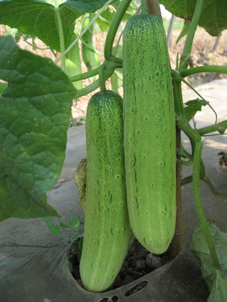 唐山大秋瓜种子 吊瓜种子旱黄瓜阳台盆栽四季蔬菜水果种子秋季种