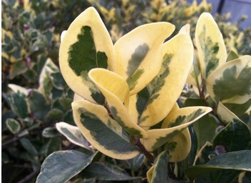 花叶女贞"银霜"ligustrum ovalisolium常绿彩叶灌木2加仑盆栽苗