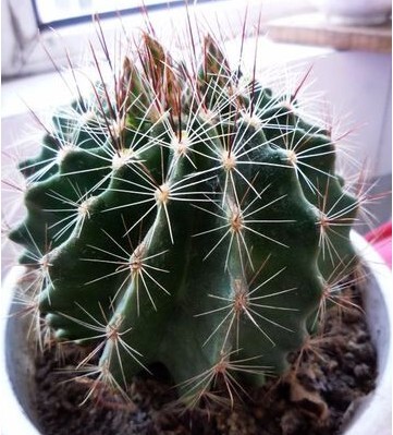 仙人球 龙王球 左右旋 实生根开黄色花结红果 植物盆栽 实物拍