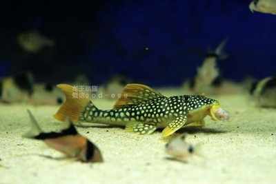 观赏鱼 热带鱼 活体 南美异型鱼 黄金达摩 6-7c