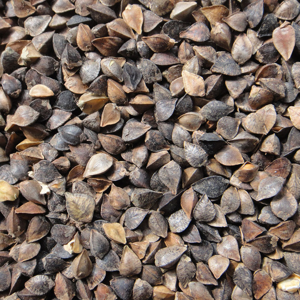 原荞麦/带壳荞麦/鹦鹉/大中型鸟类/仓鼠天然谷物鸟粮鸟食 500g-淘宝网