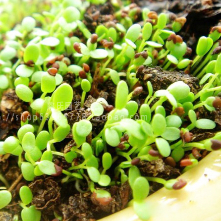 山石草种子 盆景草种子 盆景装饰花草 草种子 上水石小草 观叶