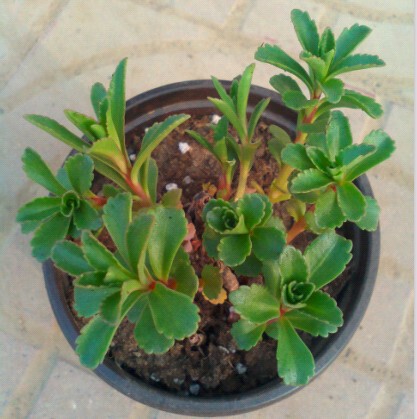 救心菜盆栽 养心菜费菜三七景天保健野菜 大田阳台盆栽 易种植