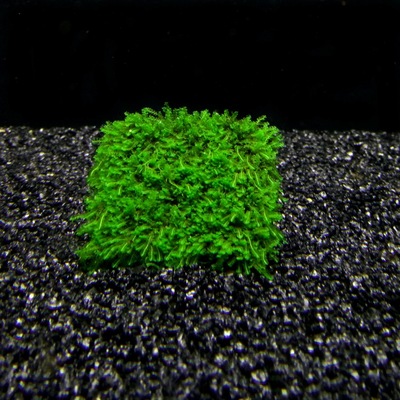 [千草堂水族-水草]玫瑰苔/玫瑰莫斯/5*5/网片/水中叶/虾缸必备