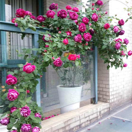 藤本月季爬藤植物 浓香型 四季开花 紫袍玉带月季花苗 爬藤月季