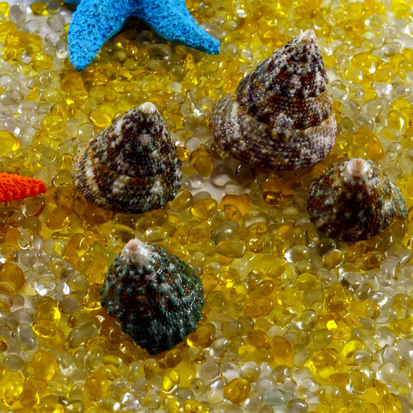 水族专用 金字塔螺 家具摆件 鱼缸造景地中海地台装饰1元2个