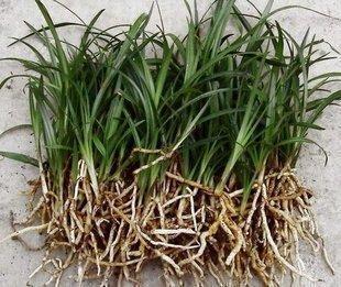 野生兰花苗,兰草,兰花,下山兰 不保品种 花色 只售3元一颗