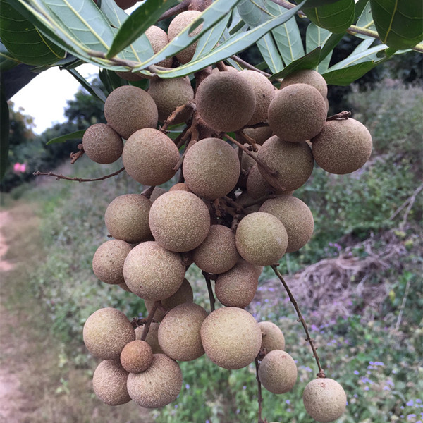 四季龙眼新鲜水果四季蜜桂圆现摘现发5斤包邮除偏非泰国无硫-淘宝台湾