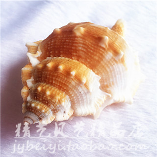满58包邮天然海螺贝壳赤蛙螺6-8cm地摊热卖鱼缸水族装饰造景