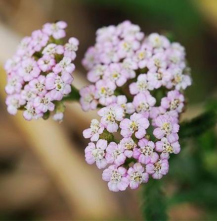 现货 根本芳疗高品质西洋蓍草精油5ml