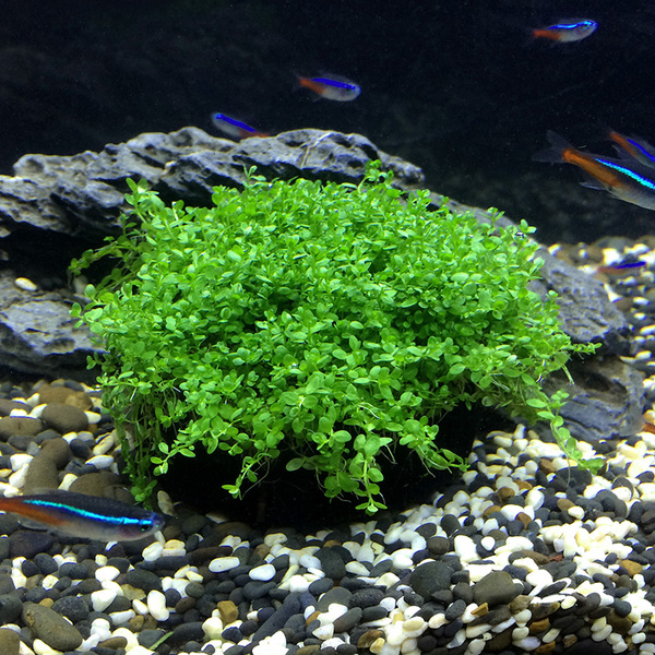 鱼缸造景水草水族箱造景水草矮珍珠迷你矮珍珠水草批发鱼缸植物