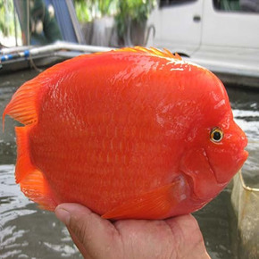 中大型热带观赏鱼血鹦鹉鱼淡水鱼财神鹦鹉元宝鹦鹉发财鱼宠物活体