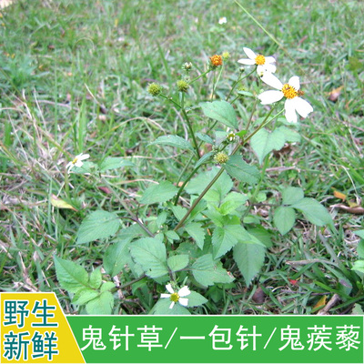现采新货新鲜野生中药材一包针鬼针草婆婆针三叶鬼针500g