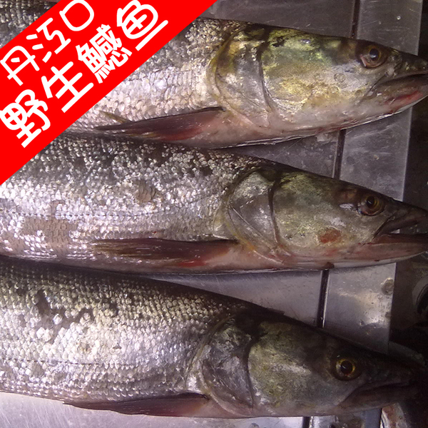 丹江口鱤魚野生漢江鱤魚黃鑽水老虎新鮮鱤魚太湖鱤丹江野魚翹嘴白