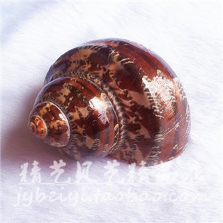 满58包邮天然海螺贝壳猫眼古纹螺鱼缸装饰水族造景寄居蟹热卖