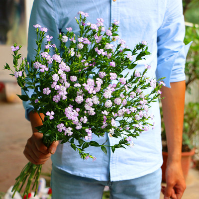 鲜花批发 鲜花速递 云南昆明 新品 相思梅 石竹梅一扎北京市包邮