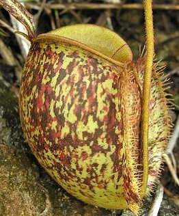 食虫植物 — 三色苹果猪笼草