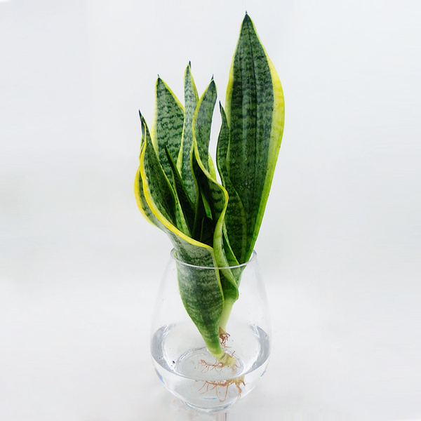 水培花卉绿植虎皮兰盆栽 虎皮兰 金边虎皮兰 也可土培虎尾兰盆栽