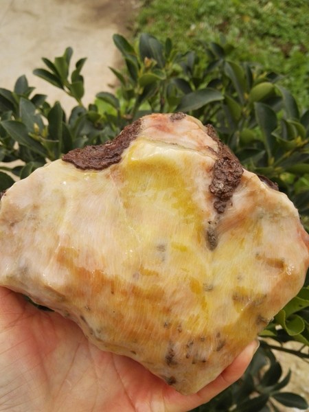 宁强珊瑚玉石化石原石 天然小菊花纹粗料 可做原生态原石小摆件