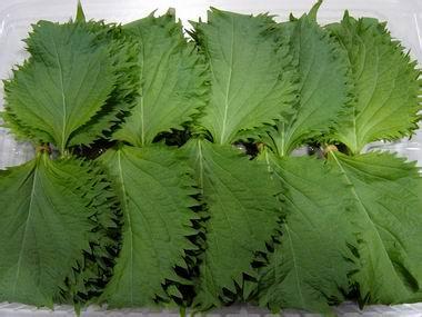 新鲜紫苏叶 苏子叶 日本料理寿司叶 日本大叶 配送100片