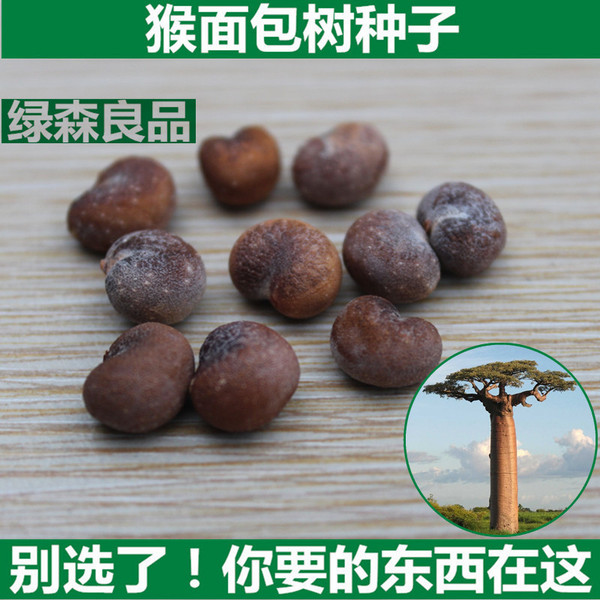 非洲进口多肉植物盆栽树苗 猴面包树种子 猴面包果实 5粒以上包邮