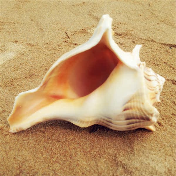 天然大左旋螺左转海螺贝壳高约13-20cm 稀少助财转运密宗修法佛教