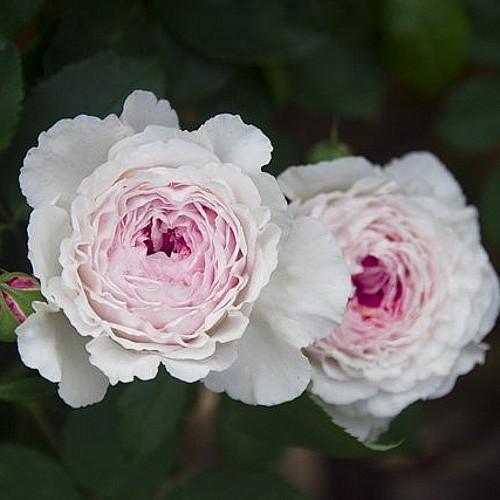 阳台庭院绿植盆栽花卉欧洲藤本月季花苗*詹姆斯高威*小,中,大苗