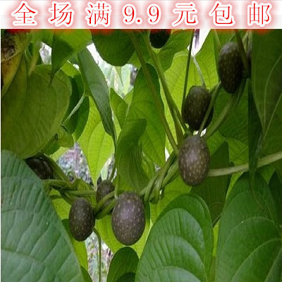 药材种子何首乌种子本草纲目记载保健极品中药养血滋阴0.2g/包