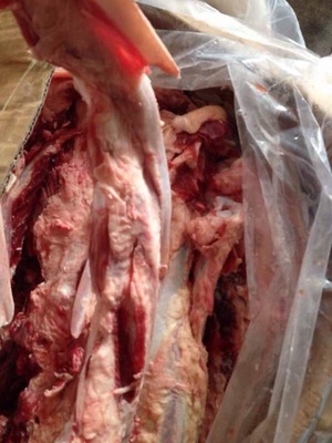 凤凰翅 牛脆骨 牛软骨 可煲汤可做宠物零食 新鲜