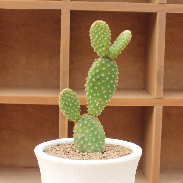 迷你小盆栽 多肉植物 仙人掌白毛掌 黄毛掌桌面防辐射 净化空气