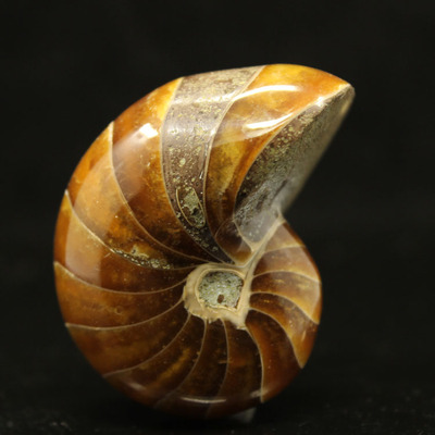 马达加斯加 玉化鹦鹉螺化石 动物化石 菊石diy饰品矿物化石收藏25