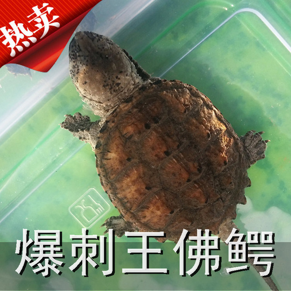 黄壳小鳄龟苗鳄鱼龟4cm纯佛鳄龟大小e鳄龟活体乌龟水