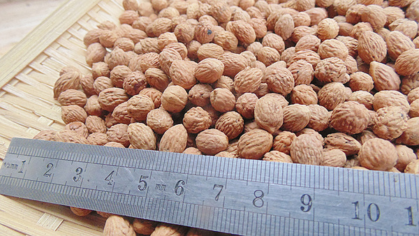 批发 凤眼菩提 酸枣仁 树种子手串佛珠念珠散珠野生酸枣核 山枣核