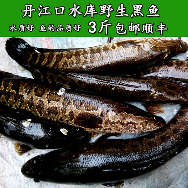 丹江口水庫野生黑魚/烏魚 新鮮魚淡水魚 斑魚火鍋魚1斤內3斤包郵