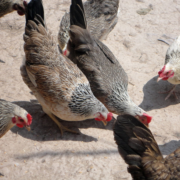 农家自养老母鸡土鸡无公害鹊山鸡肉鸡现杀真空包装 滋补增强抵抗