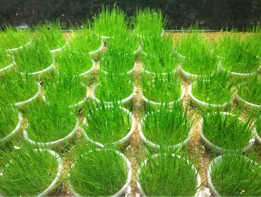 迷你牛毛毡 直径7cm盆 自家水下繁殖 已转水 前景草坪