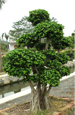 金钱榕摇钱树圆叶橡皮树绿色植物盆栽盆景出租借租赁或零卖出售