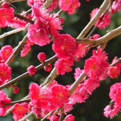 紅梅臘梅綠梅苗造型盆景四季梅花苗美人梅素心臘梅花樹苗庭院盆栽-淘