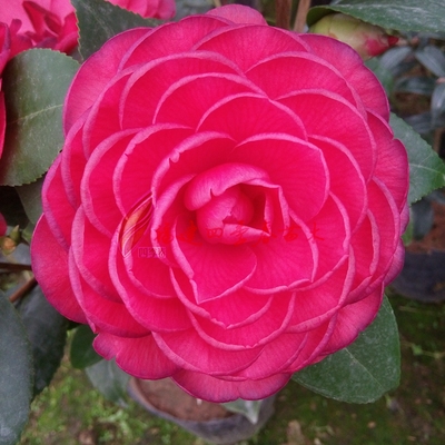 进口青叶贝拉大玫瑰山茶花树苗 办公室庭院客厅阳台花卉绿植包邮